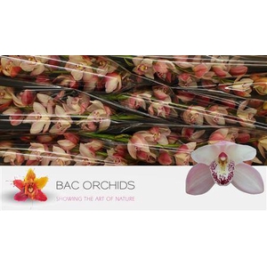 CYMB T SUMMER MAGIC PINK