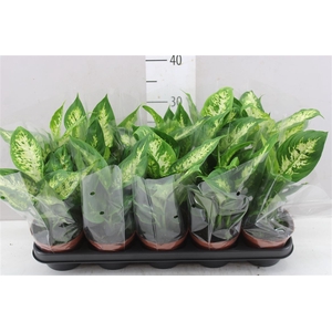 Dieffenbachia Compacta