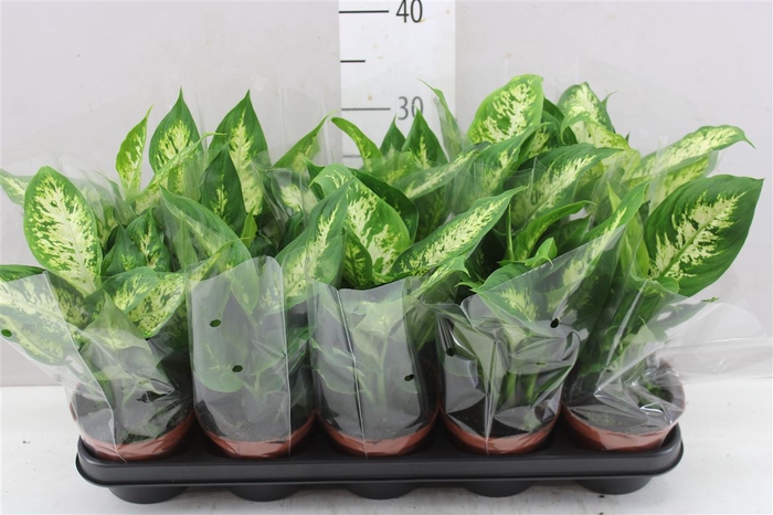 <h4>Dieffenbachia Compacta</h4>