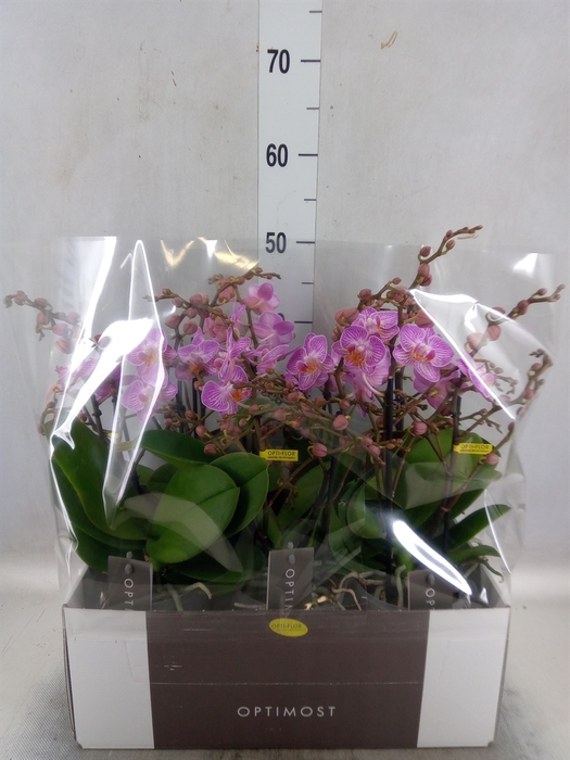 <h4>Phalaenopsis multi. 'Honeybee'</h4>