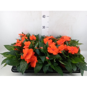 Impatiens NG 'ColPow Orange Red'