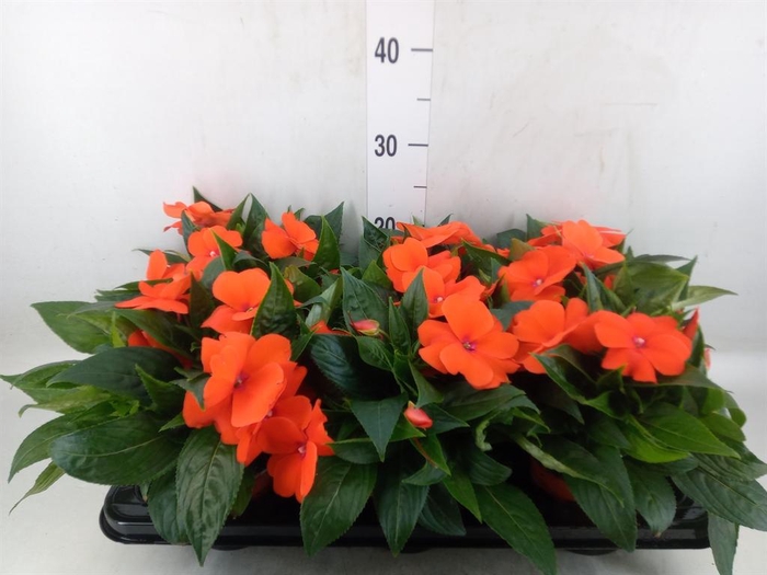<h4>Impatiens NG 'ColPow Orange Red'</h4>