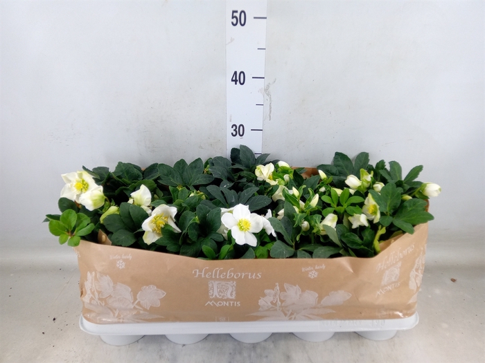 <h4>Helleborus niger 'Christmas Carol'</h4>