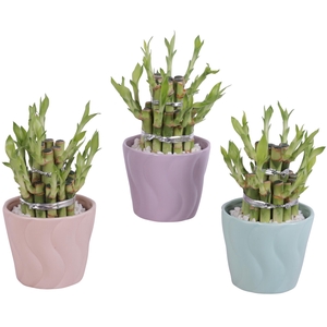 Lucky Bamboo Shape Round 2B Ø11cm Ceramic SE662