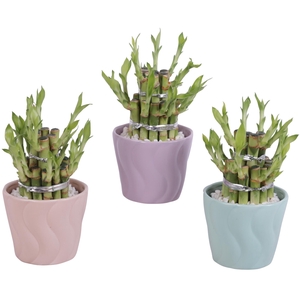 Lucky Bamboo Shape Round 2B Ø11cm Ceramic SE662