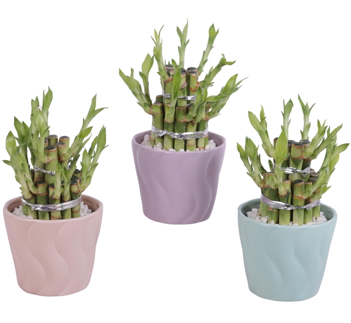 <h4>Lucky Bamboo Shape Round 2B Ø11cm Ceramic SE662</h4>