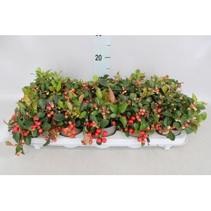 Gaultheria proc.