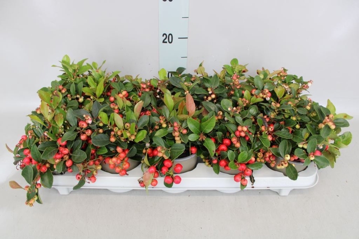 <h4>Gaultheria proc.</h4>