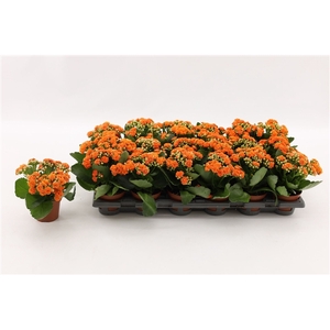 Kalanchoe Double Orange, without sleeve