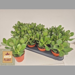 CRASS OVATA