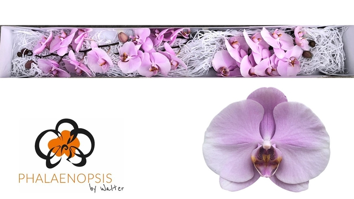 <h4>Phalaenopsis Tikal Doos</h4>