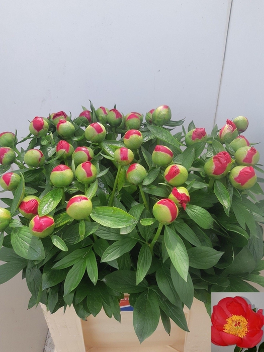 <h4>PAEO HH FLAME</h4>