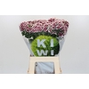 Dianthus Br Kiwi Maroon XXL