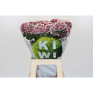 Dianthus Br Kiwi Maroon XXL