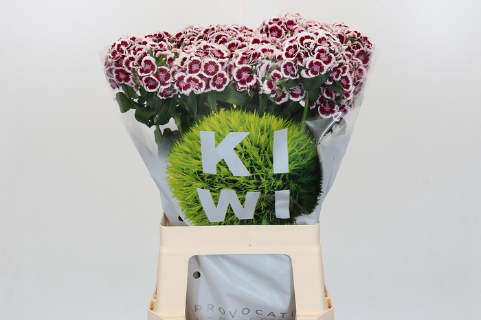 Dianthus Br Kiwi Maroon XXL