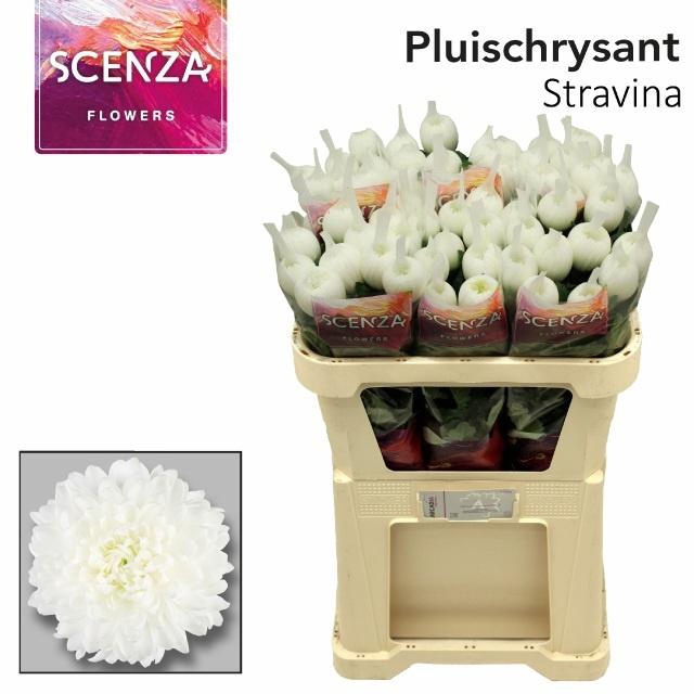 <h4>Chr G Stravina</h4>