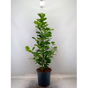 Ficus microcarpa 'Moclame'