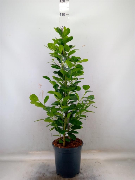 <h4>Ficus microcarpa 'Moclame'</h4>