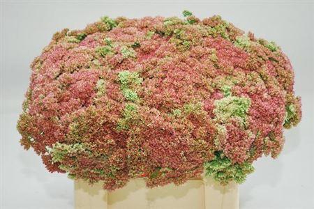 <h4>Sedum Spectabile</h4>