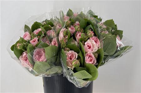 <h4>R Tr Pompone Summerh</h4>