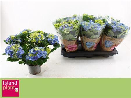 <h4>Hydr M Early Blue</h4>