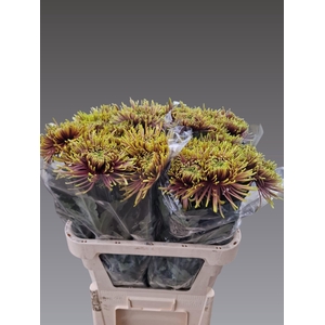 CHR G TULA SHARLETTA