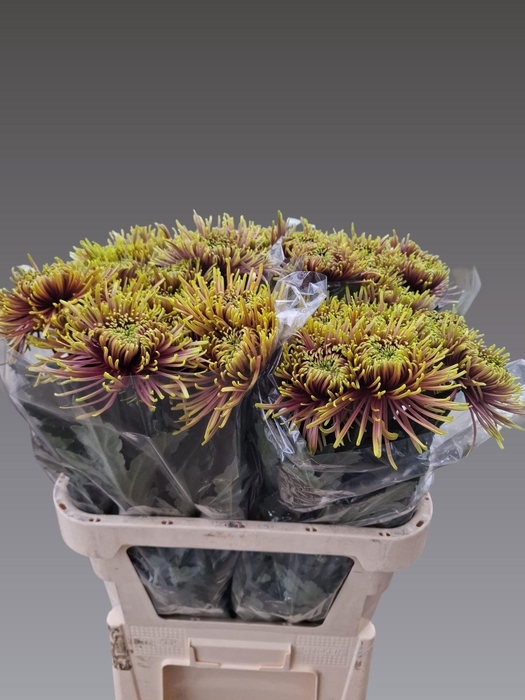 <h4>CHR G TULA SHARLETTA</h4>