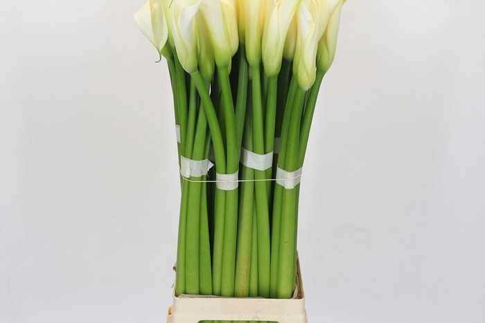 Zantedeschia Eydolls White