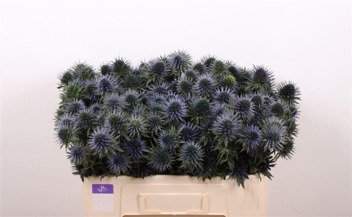 <h4>Eryn Scorpius Questar</h4>