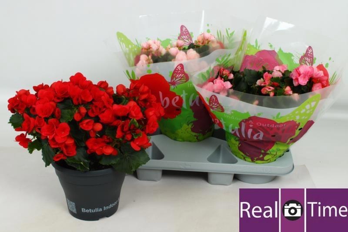 <h4>BEG EN BETULIA GEM</h4>