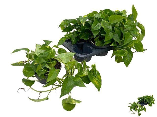 <h4>Scindapsus   ...</h4>