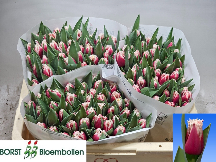 <h4>TU FR SAN LEANDRO</h4>