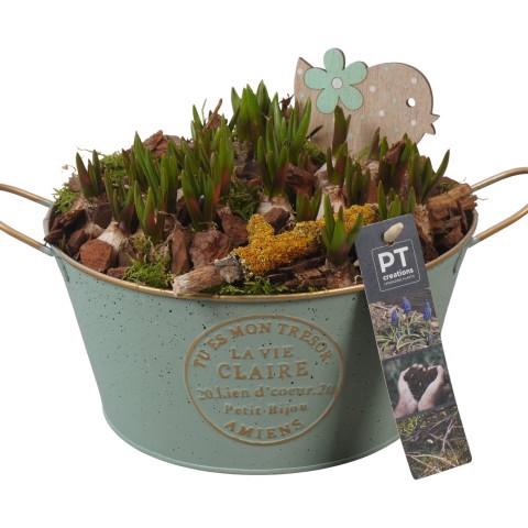 <h4>PTMB6137 Arrangement Muscari Blue in zink schaal</h4>