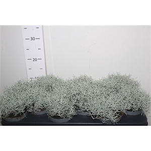 ** Leucoph Brownii*autumn Promo