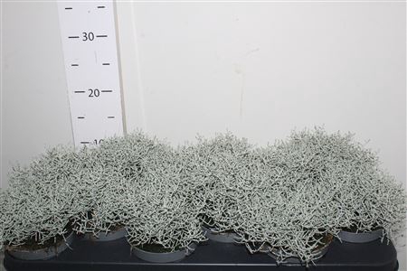 <h4>** Leucoph Brownii*autumn Promo</h4>