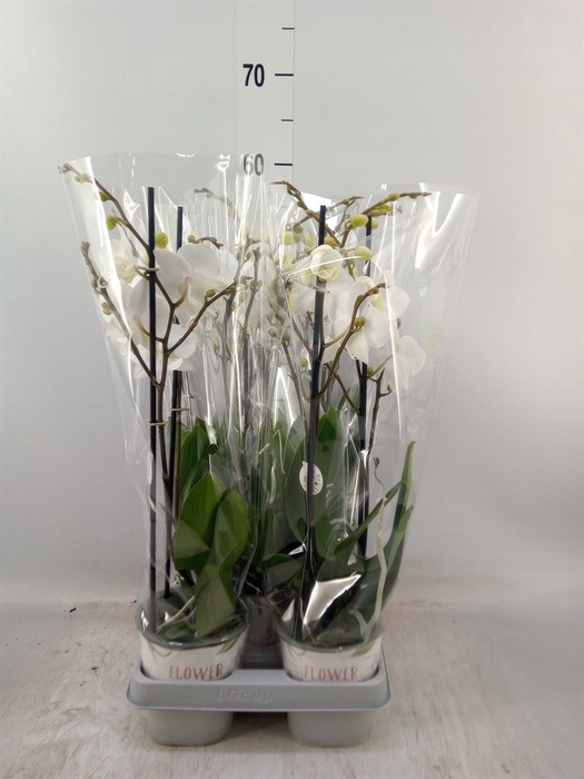 <h4>Dianthus TR 'Manta Similan'</h4>