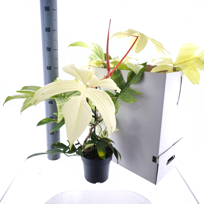 <h4>PHIL OVERIG</h4>