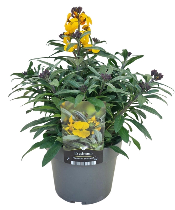Erysimum Fragrant Sunshine