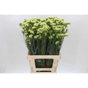Limonium Statice Yellow