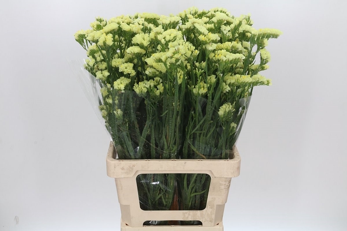 <h4>Limonium Statice Yellow</h4>
