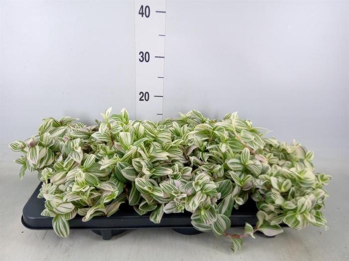 <h4>Tradescantia   ...</h4>