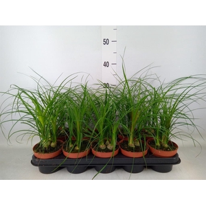 Beaucarnea recurvata