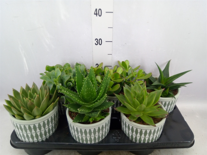 <h4>Succulents   ...mix 6</h4>