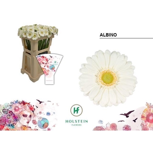 Germini Albino Water