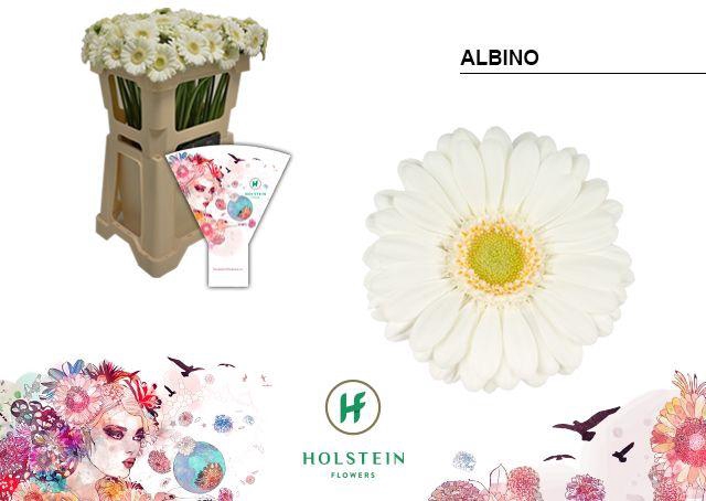 <h4>Germini Albino Water</h4>