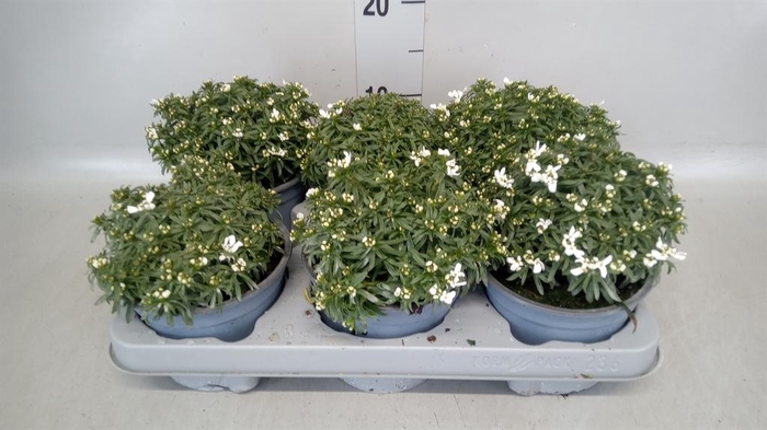 <h4>Iberis semp.</h4>