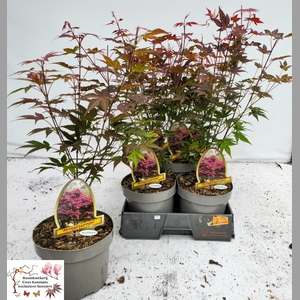 ACER PA ATROPURPUREU