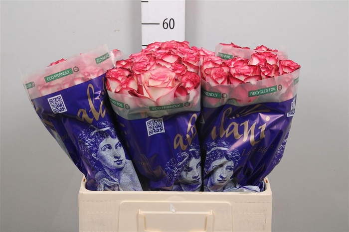 <h4>R Gr Paloma</h4>