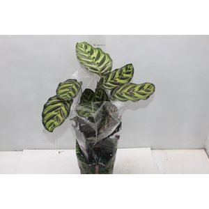 CALATHEA MAKOYAMA P17