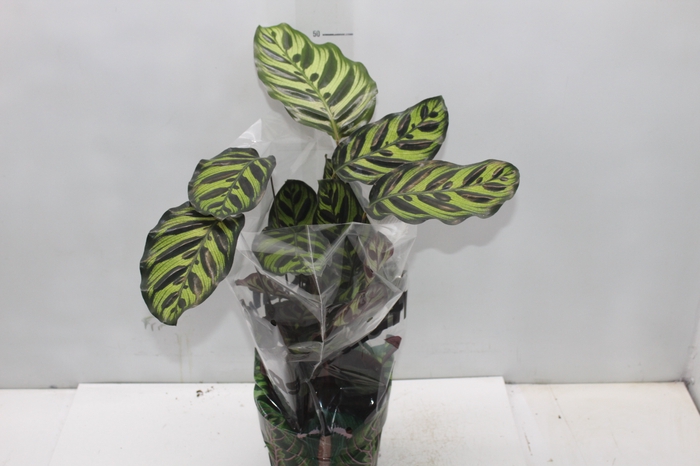 <h4>CALATHEA MAKOYAMA P17</h4>